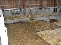 Detalje: Repos delvis med ekstra længde - til når der skal insemineres