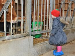 Lille Inger lærer om limousinernes foder