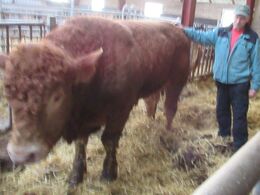 Tyren er efter Idalgo PP