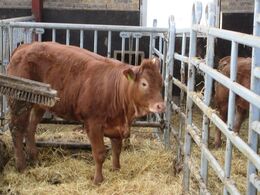 Flot kvie - Østergaard Limousine er Aktiv Avlsbesætninge