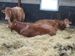 Her avles efter gode pollede dyr