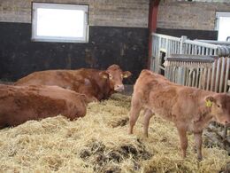 Østergaard Limousine v/ Lars Østergaard. Besætningen består af 6-7 køer