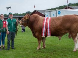 Bøgely Mister, Champion, ærespræmie og bedste tyr