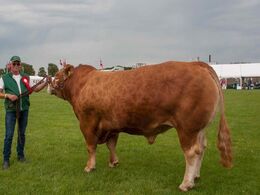 Ny Toftum Napolion, ærespræmie