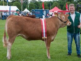 Grunnet Olivia ET, ærespræmie og bedste yngre kvie