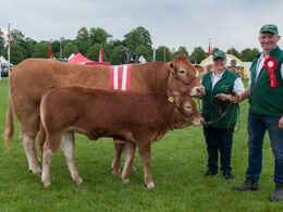 Borre Hirse, Reserve Champion, ærespræmie og bedste ældre ko