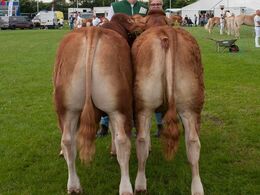 Vesterenge Osman ET og Vesterenge Odine ET, ærespræmie og bedste par