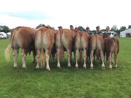 Bøgely Limousine, ærespræmie og bedste besætningsgruppe