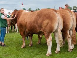 Farvel og tak fra Horsens Dyrskue 2019