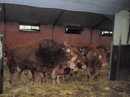 8 år gammel tyr, søn af Rembrandt