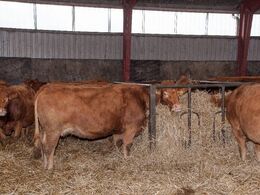 Besætningen tæller 50 køer med opdræt, plus nogle kalve, som indkøbes til viderefedning