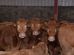 Køerne var vist lidt overvældede over de mange besøgende og opholdt sig derfor i sikker afstand til forværket