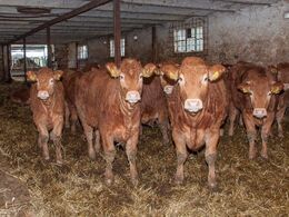 Ungdyrene trives i en ældre staldbygning, som er indrettet til løsdrift