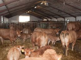 Kig på langs i kostalden hos Poul Andersen, der har en besætning med 30 køer