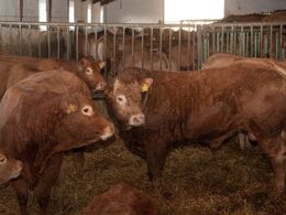 Godt gemt i ko-flokken en ombejlet tyr