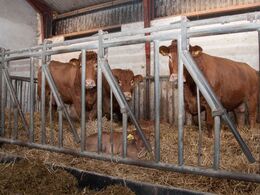 Nykælvere i en sti for sig selv