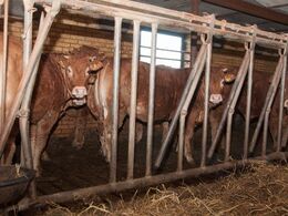 Fedetyrene på spalter – det blev fortalt, at limousinefedetyre er langt mere rolige end de sortbrogede tyre i sin tid var