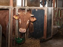 Detalje med foderkasse til fedetyrene