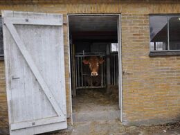 - og der bliver budt velkommen lige indenfor staldøren af en ko med røde øremærker