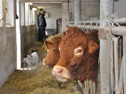 Hyggelig stemning i stalden