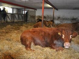 Besætningen tæller PT 4 køer plus opdræt, samt en løbetyr - også med dobbeltmuskulatur-genet.