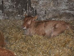 Afslapnig efter en lang dag med masser af besøgende.