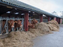 Flere baller lukkes op på én gang, så det er ikke nødvendigt at udfodre grovfoder hver dag