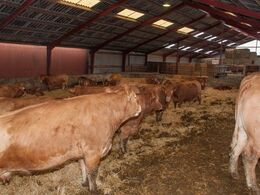 Et kig på langs i stalden. Til højre i billedet ses æde repos