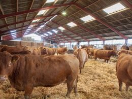 Et kig gennem stalden fra dybstrøelsessiden