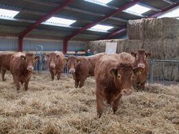 I den bagerste del af stalden går de store kvier