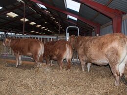 Der var gæstebesøg af tre dyr fra den nærliggende Sundsig Limousine