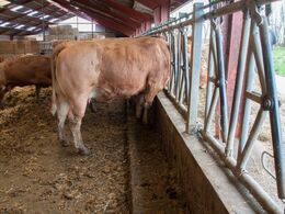 Bemærk det lille trin til forbenene på æde repos’ et. Det gør at dyrene aldrig ”kløer deres røv” på forværket !!