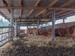 De ca. 10 køer trivedes i den åbne stald