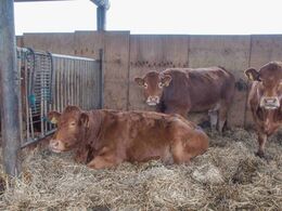 Veltilpasse køer hos Ribemark Limousine