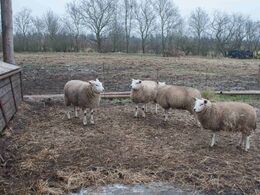 Fårene er dog ikke så stor en artikel som tidligere