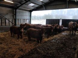 Bonnie og Bent Ludvigsen ved Næstved (omåde Øst) har 14 køer plus opdræt