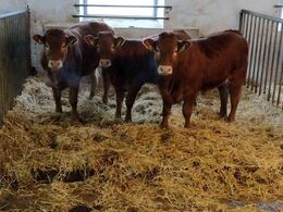 Dyrene var lidt overvældede over de besøgende