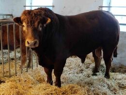 Tyren er købt ved Lennert Mortensen og er efter Grønbjerg Hugo
