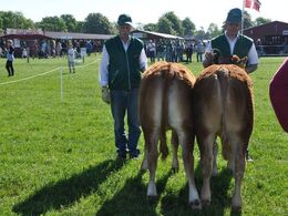 Første kvier i ringen