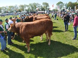Oprangering til ærespræmier i gang