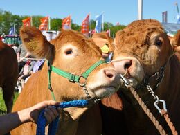 Kærlighed på toppen