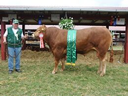Hammel Lancelot efter Kjelgaard Ilot, fra Knud Erik Szwed. Bedste ældre tyr, bedste handyr 24 point og ærespræmie.