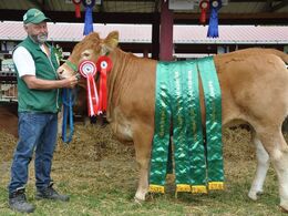 Kirsebærgård Mathilde efter Jyderups Hannibal. Bedste yngre kvie, bedste hundyr, bedste pollede Limousine, bedste dyr, egen avl i 2. led. 24 point og ærespræmie.