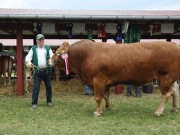 Vaselund Polled Junior efter Hinz PP. 23 point og ærespræmie. Ejer Helga Sødergren.
