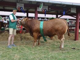 Ravning Melvin efter Grønbjerg Hugoe. Bedste køddyr 23 point. Ejer Bent Ludvigsen.