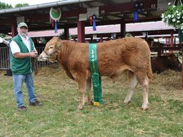Baunebo Mortensen efter Jyderups Hannibal. Bedste yngre tyr, 23 point. Ejer Jane & Ebbe kofod.