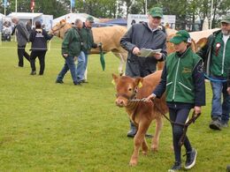 Roskilde dyrskue 2019 lægger ud med diset, fugtigt vejr og bedømmelse af de mindste kvier. Rikke er i ringen for første gang - og hun har godt styr på sin lille kvie.