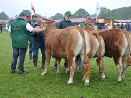 2 hold kvier igen. Kvier 15-18 mdr, fløj til Jacob Kjærsgaard Jørgensen. Kvier 21 mdr - 2 år med en i holdet gav fløj til Claus Mariegårds kvie.