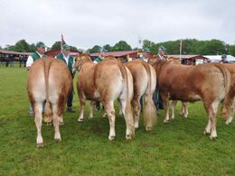 Kvier 2 - 2,5 år, fløj til Jacob Kjærsgaard Jørgensen