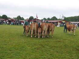 Bedømmelse af køer. I sit eget hold af køer under 4 år gav fløj til Alex Kurt Jepsen. Holdet med køer over 4 år gav også et fløjplads til Alex kurt Jepsen